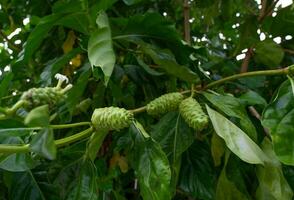 fruit de noni sur l'arbre morinda citrifolia. arbre morinda citrifolia aux feuilles vertes dans le jardin de fruits tropicaux. phytothérapie. arrière-plan pour le produit de jus de noni. sécurité en médecine traditionnelle. photo