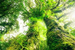 vert arbre forêt avec lumière du soleil par vert feuilles. Naturel carbone Capturer et carbone crédit concept. durable forêt gestion. des arbres absorber carbone dioxyde. Naturel carbone couler. environnement journée photo