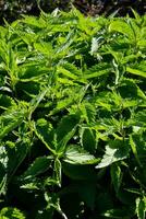 une grand plante avec vert feuilles dans le Soleil photo