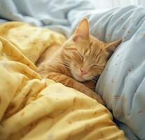 ai généré une en train de dormir Orange chat dans lit photo
