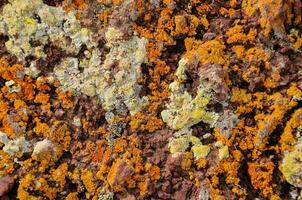 une proche en haut de une Roche avec lichen sur il photo