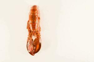 une Homard est montré sur une blanc Contexte photo