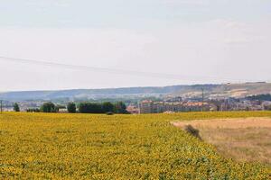 une champ de tournesols avec une ville dans le Contexte photo