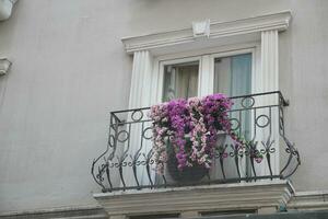 floraison les plantes. épanouissement fleurs sur balcon de une maison photo