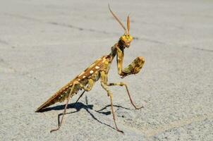 une prier mante est permanent sur le sol photo