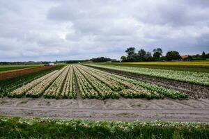 une champ de fleurs photo