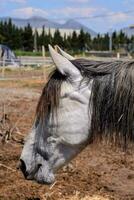 une cheval avec longue cheveux permanent dans une champ photo