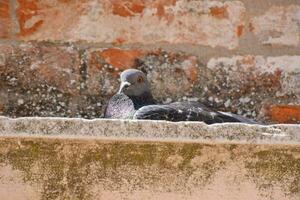 une Pigeon séance sur Haut de une brique mur photo