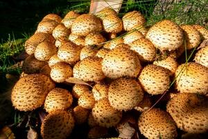 nombreuses champignons appelé schuepling sur une pile illuminé par lumière du soleil dans le milieu de vert les plantes croissance proche. photo