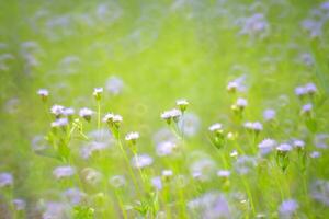 violet fleur herbe avec la nature brouiller Contexte photo