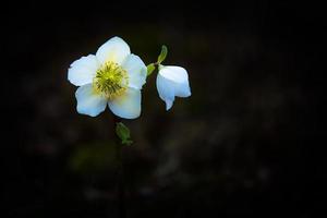 helleborus niger fleur blanche photo