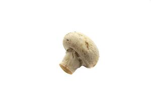 une champignon, isolé sur blanc Contexte. le scientifique Nom est agaricus bispore. il est le espèce de comestible champignon plus utilisé pour cuisson. photo