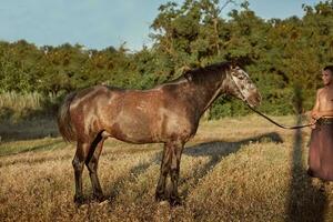 portrait de baie cheval dans été sur le champ photo