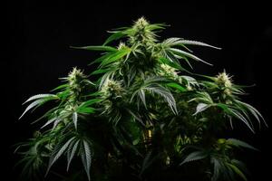 ai généré cannabis plante sur noir Contexte. intérieur cultivation. légal marijuana cultivation dans le maison, épanouissement cannabis buisson, Frais plante isolé sur noir arrière-plan, ai généré photo