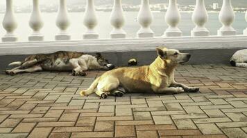 sans abri chiens en train de dormir et ayant une du repos en plein air. médias. pauvres marron chien Souffrance de des puces mensonge sur pavé trottoir en dessous de le brillant été Soleil. photo