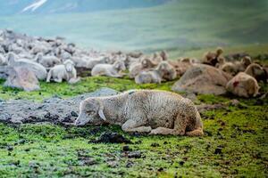 troupeau de mouton pâturage sur le Montagne mouton caresse ensemble dans le du froid temps. paysage dans Cachemire Inde photo