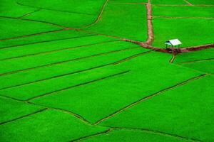 maison dans riz champ. vert riz champ sur le montagnes de nord Thaïlande. photo