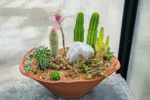 cactus famille plante organiser décor photo