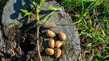 ai généré amandes et Nouveau feuilles natures cycle photo