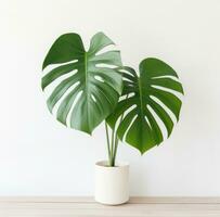 ai généré une grand monstera feuille est plante cette est assis sur une blanc table photo