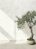 ai généré un olive arbre dans de face de une blanc mur, photo