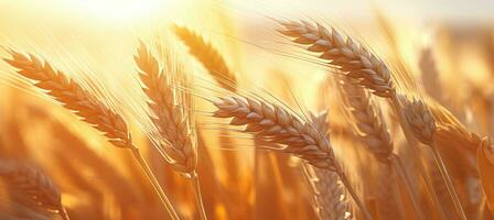 ai généré proche en haut de blanc blé tiges sur une champ de grain à le coucher du soleil photo