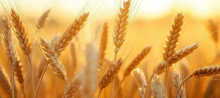 ai généré proche en haut de blanc blé tiges sur une champ de grain à le coucher du soleil photo