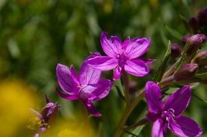 une proche en haut de une bouquet de violet fleurs photo