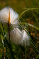 une proche en haut de une fleur avec une blanc duveteux tige photo