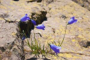 une Roche avec bleu fleurs croissance en dehors de il photo