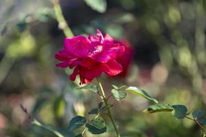 Gros plan de fleurs roses roses sur un arrière-plan flou photo