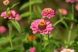 grande fleur rose-zinnia de la famille des astéracées photo