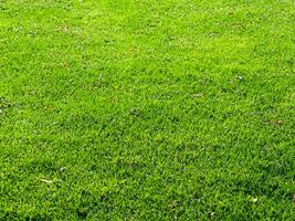 herbe, parc champ texture vert photo