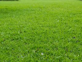 herbe, parc champ texture vert photo