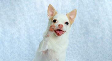 mignonne duveteux chihuahua chien sur une blanc Contexte. mignonne animaux domestiques photo