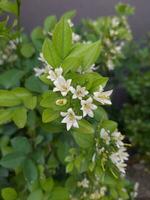 murraya paniculata, communément connu comme Orange jasmin, Orange jasmin, Chine boîte, moquer orange, ou appelé bunga kemuning dans Indonésie. petit blanc fleur avec rouge fruit photo