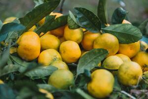 mandarine cueillette dans le jardin pour Contexte photo