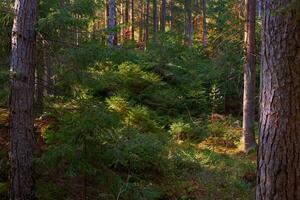 fabuleux vert forêt fourré avec sapins et luxuriant herbe photo