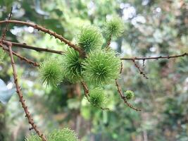 vert ramboutan sur le arbre dans le jardin sur vert Contexte photo