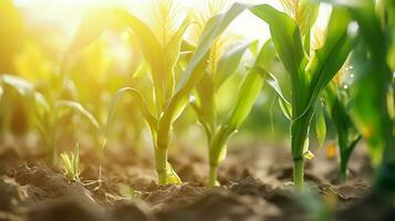 ai généré grandir le maïs les plantes dans cultiver, ensoleillement sur il photo