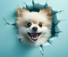 ai généré mignonne chien poméranien à la recherche en dehors de une trou dans le mur, photo