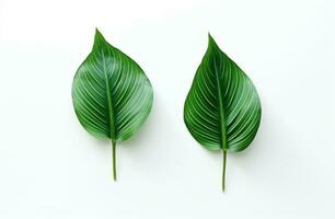 ai généré deux vert feuilles et feuilles bouge toi sur blanc arrière-plan, photo