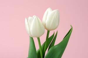 ai généré certains blanc tulipes contre une rose arrière-plan, photo
