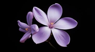 ai généré une fleur, avec certains violet lilas plus de il photo