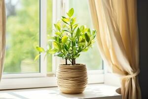 ai généré concept de Accueil jardinage. zamioculcas dans pot de fleur sur rebord de fenêtre. Accueil les plantes sur le rebord de fenêtre. vert Accueil les plantes dans une pot sur rebord de fenêtre à maison. génératif ai. photo