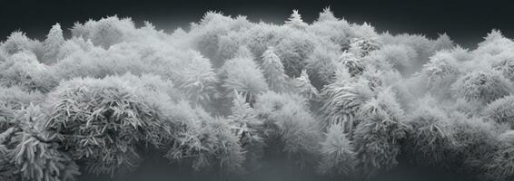 ai généré aérien vue de blanc neige couvert des arbres sur une noir arrière-plan, photo