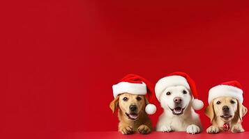 ai généré chiens dans santas chapeau sur vif Contexte photo