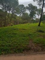 pittoresque pin des arbres dans le milieu de la nature photo