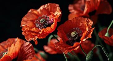 ai généré rouge coquelicots contre noir Contexte photo