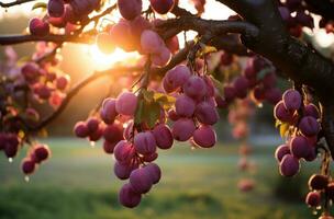 ai généré Soleil chute sur une prune arbre à le coucher du soleil photo